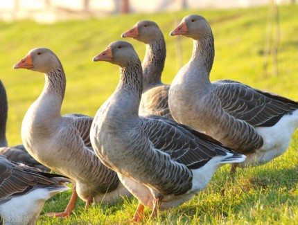 为什么越来越多的养殖户开始养鹅?养鹅的优劣势分析