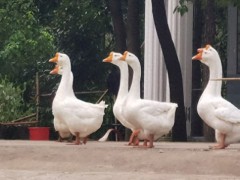 鸡鸭鹅生病用什么药!这份用药指南帮你轻松搞定,少花钱还高效