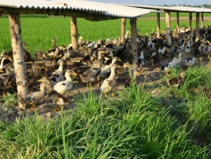 鸭子快死的表现有哪些?鸭子快要死了是什么样子?养鸭人必看