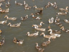 养鸭不用清粪便?这 3 招让你省人力还能多赚钱