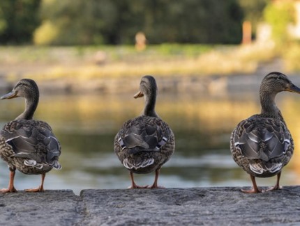 养鸭少生病,喂对预防药很关键!不同阶段这么喂准没错