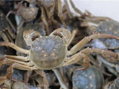 河蟹养殖如何给螃蟹保肝护肠?料里加入它,螃蟹长得快少病害