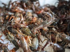 小龙虾养殖提质增效技术措施