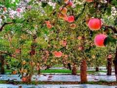 果树最佳栽植季节及施肥管理