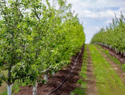 苹果树苗种植几年结果?怎么管理结果多?