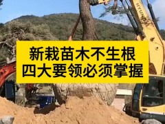 新栽苗木不生根,四大要领必须掌握