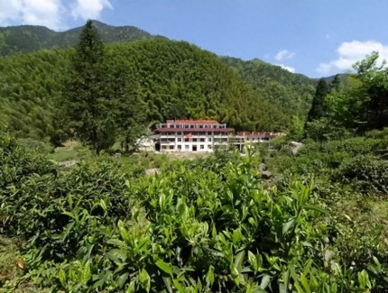 红茶市场水太深?金骏眉 90% 是假的,教你 3 招避开坑