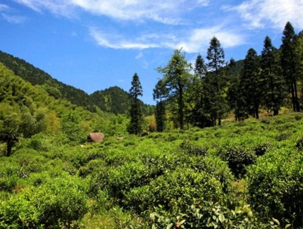 红茶界的 “老祖宗” 和 “新顶流”,居然是一家子?